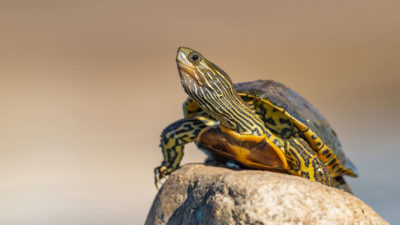 カンバーランドキミミガメ