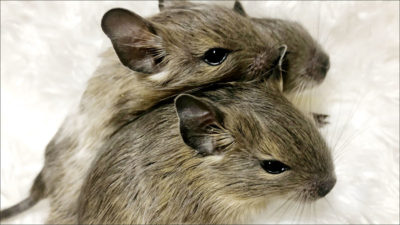 デグーの赤ちゃん