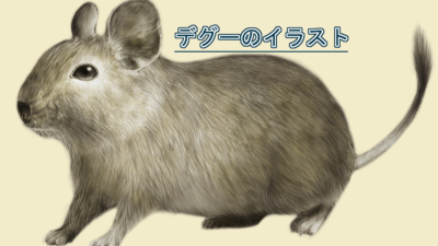 デグーのイラストを描きました
