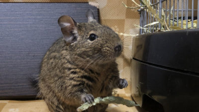 チモシーをモリモリ食べる