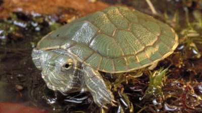 ミドリガメ