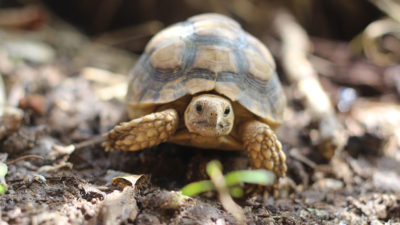 ヘルマンリクガメ