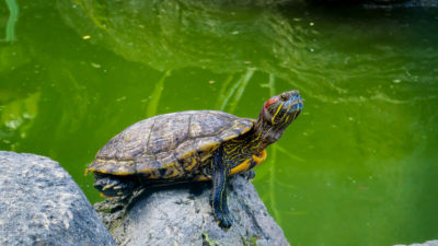 ミシシッピーアカガメ