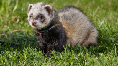 ルビーフェレット